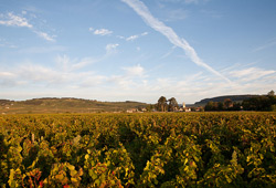 paysages de vigne